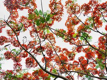 《真·女神转生Ⅴ Vengeance》最新宣传片公开！